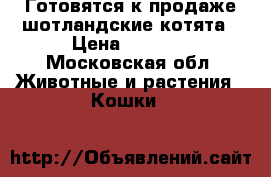 Готовятся к продаже шотландские котята › Цена ­ 8 000 - Московская обл. Животные и растения » Кошки   